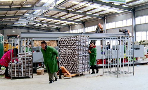 不畏嚴寒 天天出菇 記者探秘竹溪香菇工廠化生產(chǎn)基地